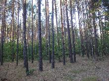 Природа - Еще сосновый лес